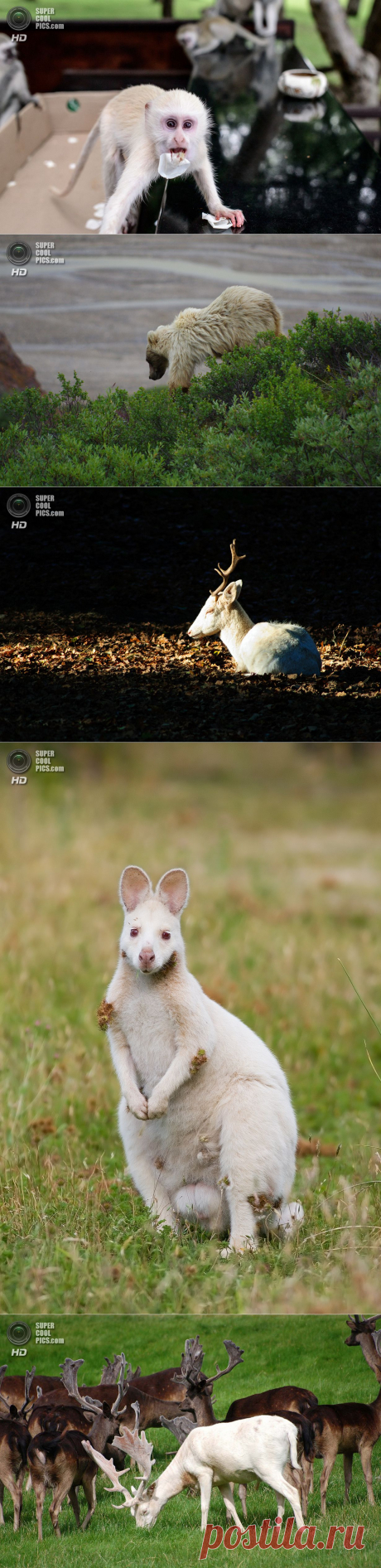 Животные-альбиносы (15 фото) — SuperCoolPics