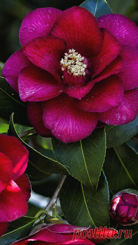 Download Wallpaper 1080x1920 camellia, leaves, flowers, branches, bud Sony Xperia Z1, ZL, Z, Samsung Galaxy S4, HTC One HD Background