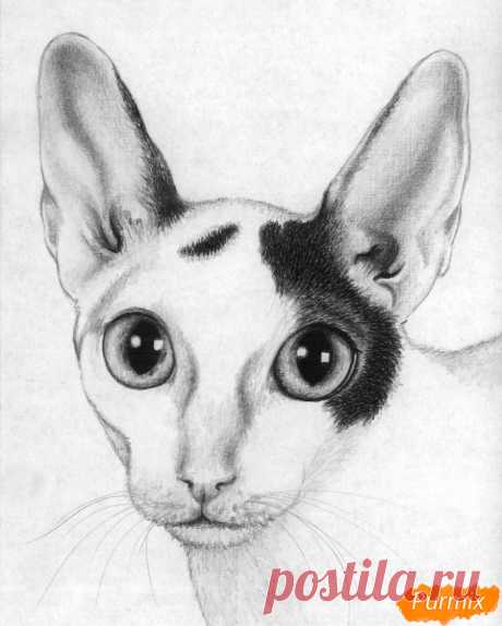 Как нарисовать портрет кошки корниш-рекс карандашом поэтапно