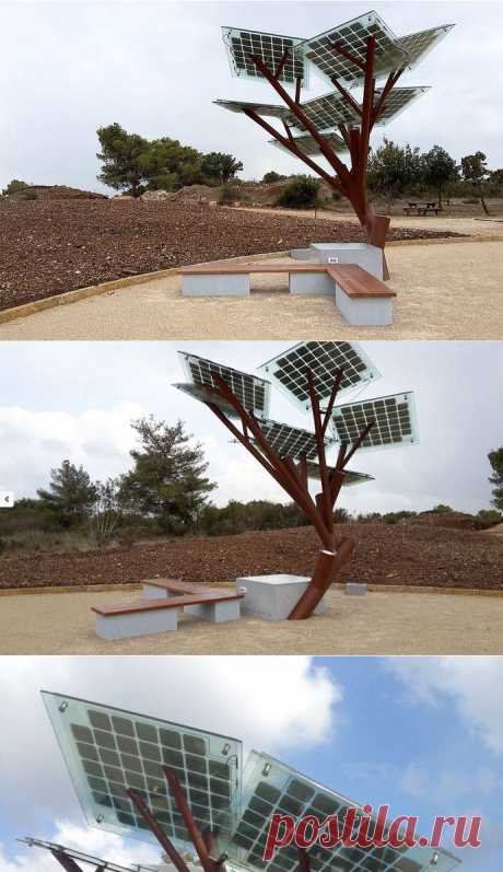 Солнечное дерево в Израиле - Экологический дайджест FacePla.net
