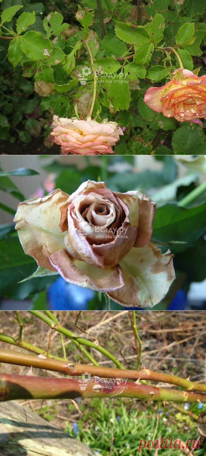 Болезни розы плетистой описание с фотографиями