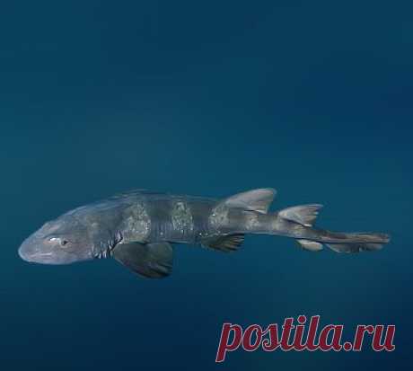 Шорная акула (Brachaeluridae).