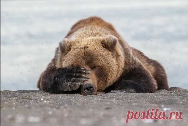 20 редких и смешных фото животных, которые поднимут вам настроение | Российское фото | Яндекс Дзен