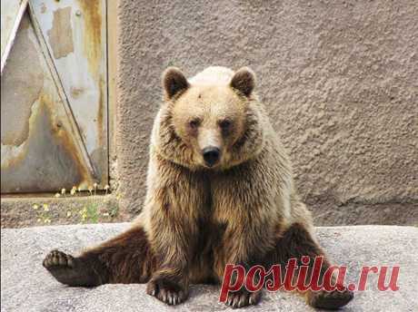 Спортивный медведь (7 фото) Финский медведь Сантра стал известен на весь мир после того, как несколько туристов засняли его занятия йогой. Говорят, что он занимается подобным каждый