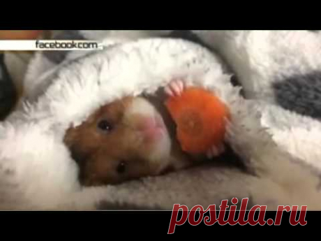 Ленивый хомяк ест морковь на камеру - YouTube