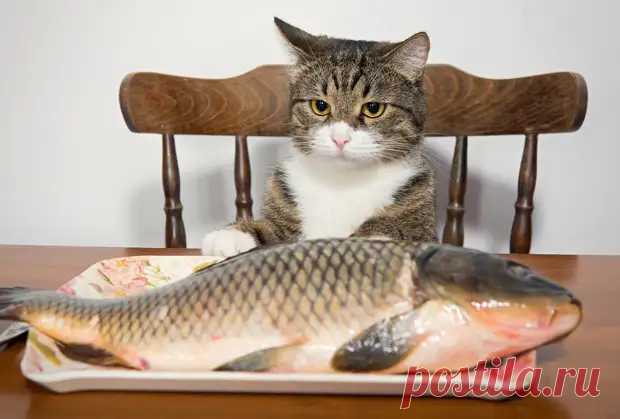 Как правильно кормить кошку - советы специалиста - ЖЕНСКИЙ МИР - медиаплатформа МирТесен