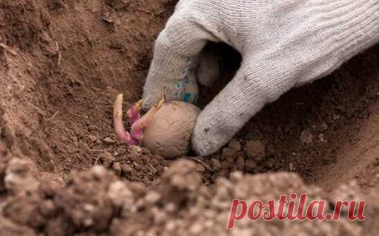 Какая правильная ширина междурядий и густота посадки картофеля? Ответ в статье. | Портал Agropk.by | Яндекс Дзен