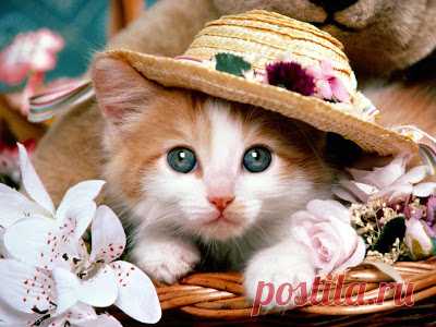 Cute&Cool Pets 4U: Very Cute Kittens Pictures