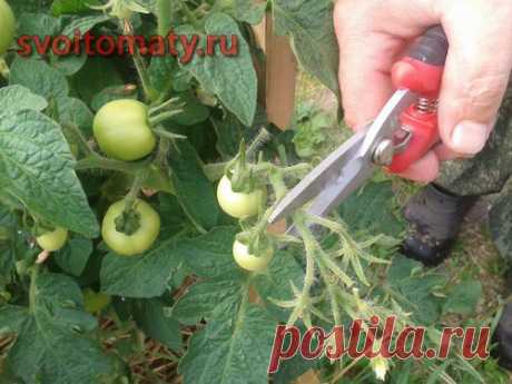 Нормирование количества плодов томатов открытого грунта с целью дружной отдачи урожая | Все про помидоры (томаты) - видео, фото, отзовы