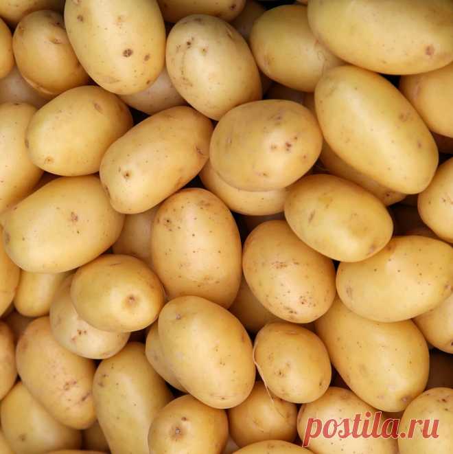 Сорт картофеля краса Огород без хлопот - информационный сайт для дачн ...