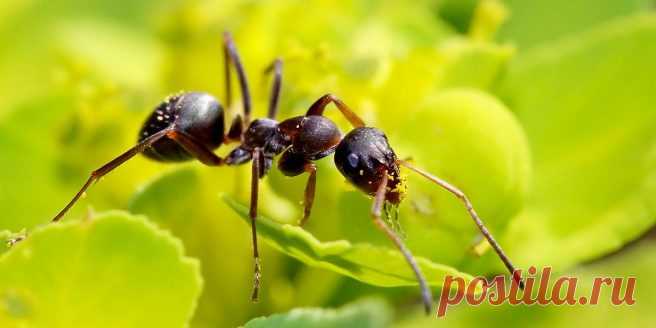 Вывести навсегда муравьёв с участка и из дома - САМЫЕ ПОЛЕЗНЫЕ СОВЕТЫ - Обязательно сохраните! - Жизнь планеты