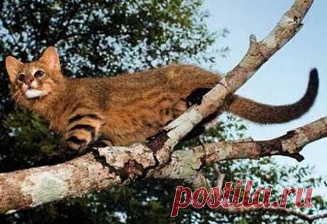 Pampas Cat - High Plains Drifter | Animal Pictures and Facts | FactZoo.com