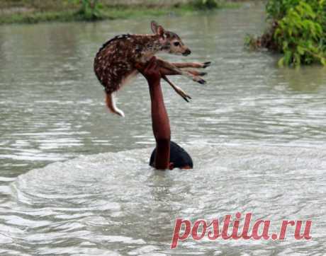 Доброта спасет мир / Бангладеш
Храбрый мальчик в Бангладеш рисковал собственной жизнью, чтобы спасти оленёнка во время паводка.