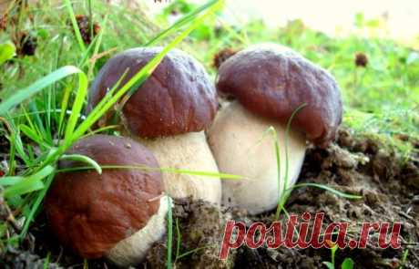 Как вырастить лесные грибы на участке? — Полезные советы