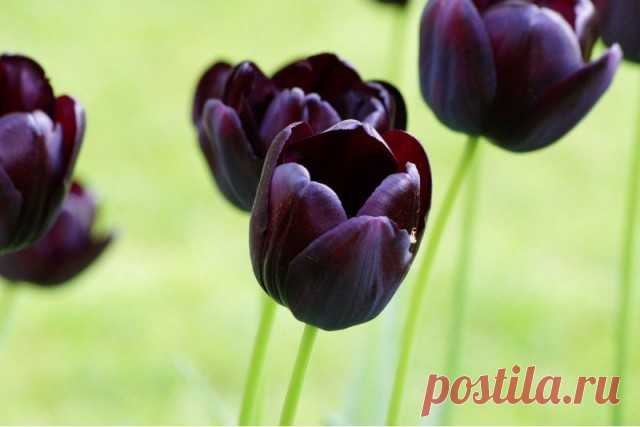 11 самых красивых черных цветов, или Немного мистики в саду. Виды, сорта, использование в дизайне. Фото — Ботаничка.ru