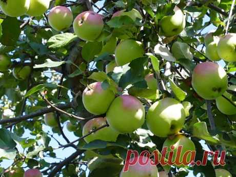 Как прививать яблони и груши 🚩 можно ли прививать ялони и груши после 20 августа 🚩 Сад и огородд