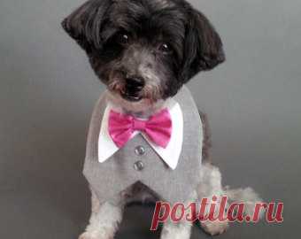 View WEDDING ATTIRE FOR DOGS by WaggleWear on Etsy