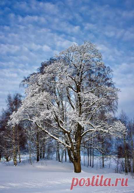 Krogen on Flickr. | Let It Snow