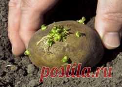 Подготовка и проращивание картофеля перед посадкой