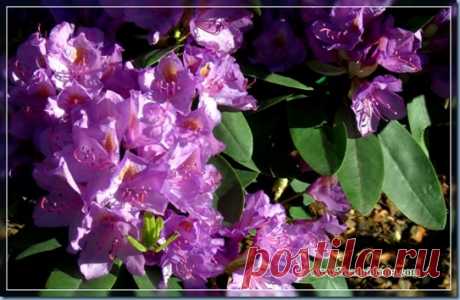 Рододендроны (фото) - уход и посадка цветка | Сайт о саде, даче и комнатных растениях.