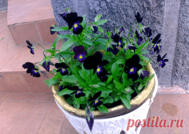Виола трехцветная черная: выращивание в саду ~ Planetalsad