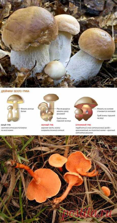 Как отличить ложные грибы двойники от съедобных | Дачный участок