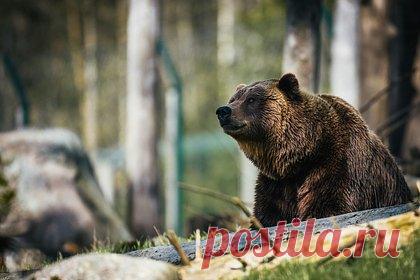 Медведица набросилась на бегунью и укусила ее за шею. Жительница США рассказала, как пережила нападение медведицы во время участия в марафоне. Карен Уильямс занималась бегом с 20 лет. В 2016 году, когда ей было 54, она участвовала в марафоне по пересеченной местности в районе вулкана Валлес-кальдера в штате Нью-Мексико. Там она столкнулась с медведицей и медвежатами.