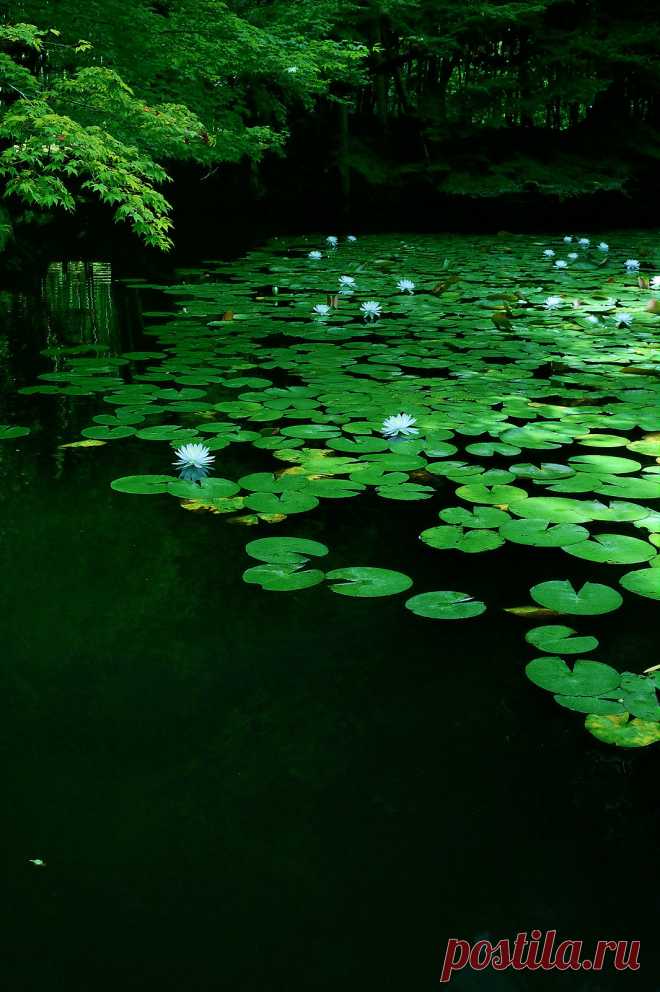 Самое зеленое. Лотус Понд (Lotus Pond) .. Зеленый пруд. Зеленая природа. Пруд с кувшинками в лесу.