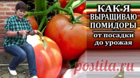 Любимая усадьба | Как я выращиваю томаты в открытом грунте. Весь мой опыт