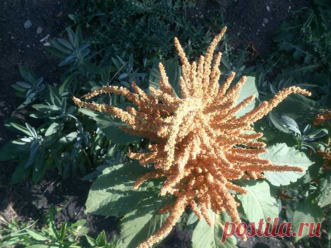 (Amaranthus paniculatus).Однолетнее травянистое растение с мощным прямостоящим стеблем,высотой до 120 см.Используется во флористике. Рекомендуется для одиночных и групповых посадок на газоне,декорирования стен и оград.