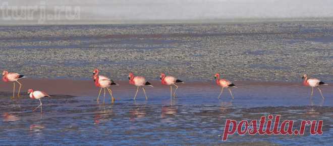 Боливия: Лагуна Колорадо= рай для фламинго!