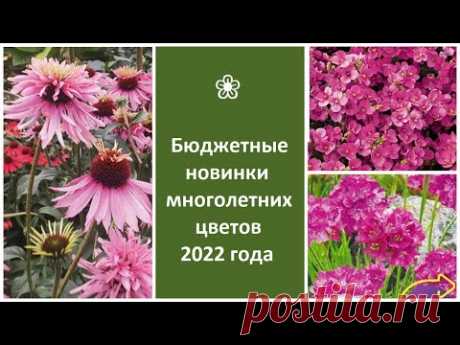 ❀ Бюджетные новинки многолетних цветов 2022 года, которые можно вырастить через рассаду