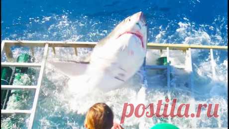 У берегов Мексики большая белая акула сломала клетку с находившимся там дайвером