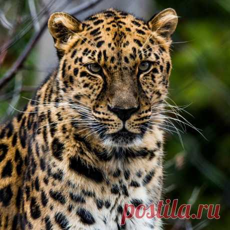 Download wallpaper 3415x3415 african leopard, leopard, predator, muzzle, big cat ipad pro 12.9" retina for parallax hd backgroun в Яндекс.Коллекциях