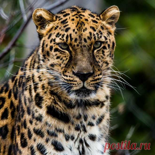 Download wallpaper 3415x3415 african leopard, leopard, predator, muzzle, big cat ipad pro 12.9