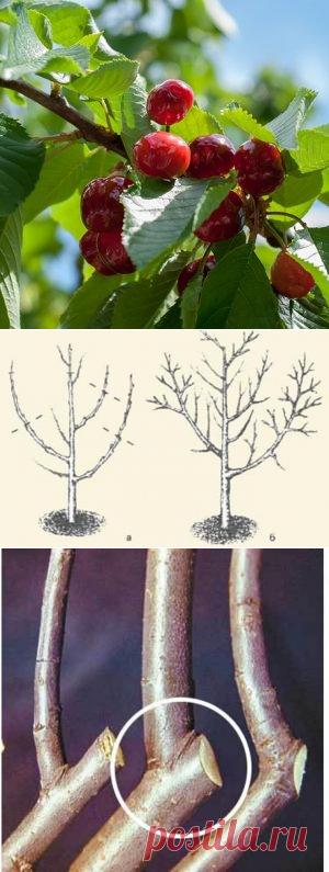 Чем отличается дерево вишни от черешни фото