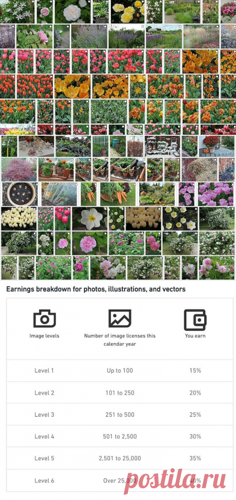 Как я начал зарабатывать на продаже садовых фотографий на Шаттерстоке | Сады и цветы | Яндекс Дзен
