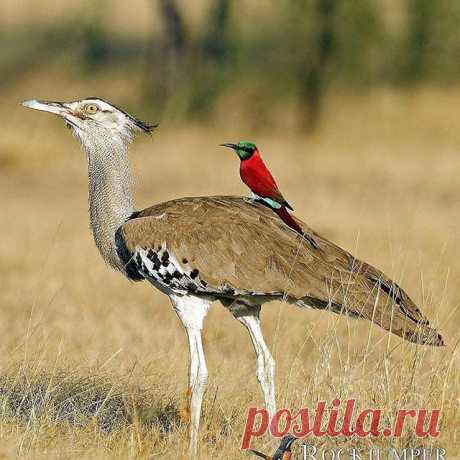 Follow @dailybirdshow for awesome birds ❤️ 
Kori bustard by @rockjumper_birding_tours
.
.
#your_best_birds #bestbirdshots #best_birds_of_world #bird_brilliance #nfnl #elite_worldwide_birds #birds_adored #bird_captures #ip_birds #birdsofinstagram  #nuts_about_birds #bns_birds #birds_illife #best_birds_of_ig #marvelouz_animals #bb_of_ig #macro_turkey #feather_perfection #planetbirds #world_mastershotz_nature  #allnatureshots #amazingphotohunter #master_shots #exclusive_wildlife #nature_brilliance