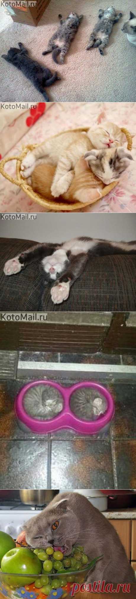 Спящие котятки! | KotoMail.ru