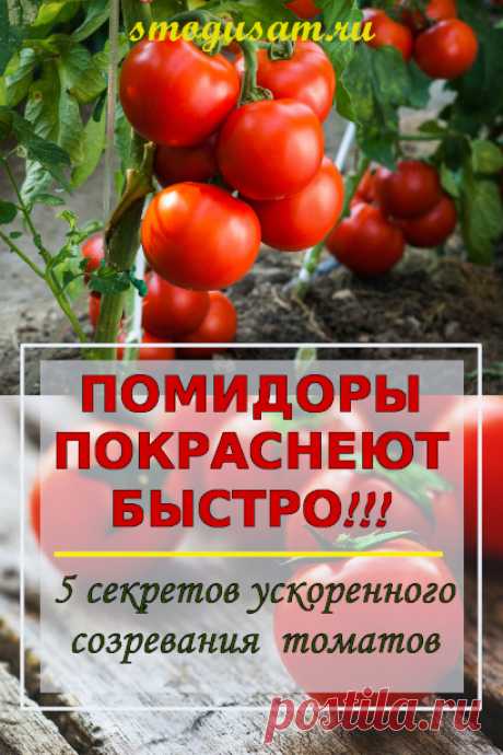 Как ускорить созревание томатов без применения химических средств. Дозревание помидоров. Как ускорить созревание помидоров на кусте. Томаты вмиг покраснеют, если сделать это!