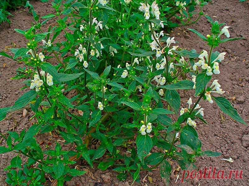 Лекарственное растение Пикульник посевной (Galeopsis segetum). Однолетнее опушенное растение высотой 10-30 см. Стебель четко четырехгранный, у основания часто красноватого оттенка, Листья яйцевидные до овально-ланцетных, черешковые, тупозубчатые, верхние с железистым опушением. Цветки собраны по 4-8 в ложные мутовки; венчик желтовато-белый, длиной 2-3 см; нижняя губа с двумя полыми зубчико-видными крючками и красно-фиолетовым рисунком.