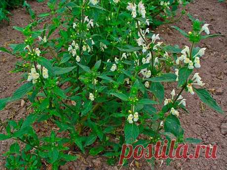 Лекарственное растение Пикульник посевной (Galeopsis segetum). Однолетнее опушенное растение высотой 10-30 см. Стебель четко четырехгранный, у основания часто красноватого оттенка, Листья яйцевидные до овально-ланцетных, черешковые, тупозубчатые, верхние с железистым опушением. Цветки собраны по 4-8 в ложные мутовки; венчик желтовато-белый, длиной 2-3 см; нижняя губа с двумя полыми зубчико-видными крючками и красно-фиолетовым рисунком.