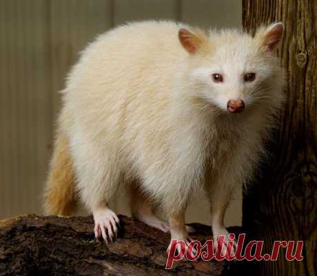 Поразительная красота животных-альбиносов | Экстремал