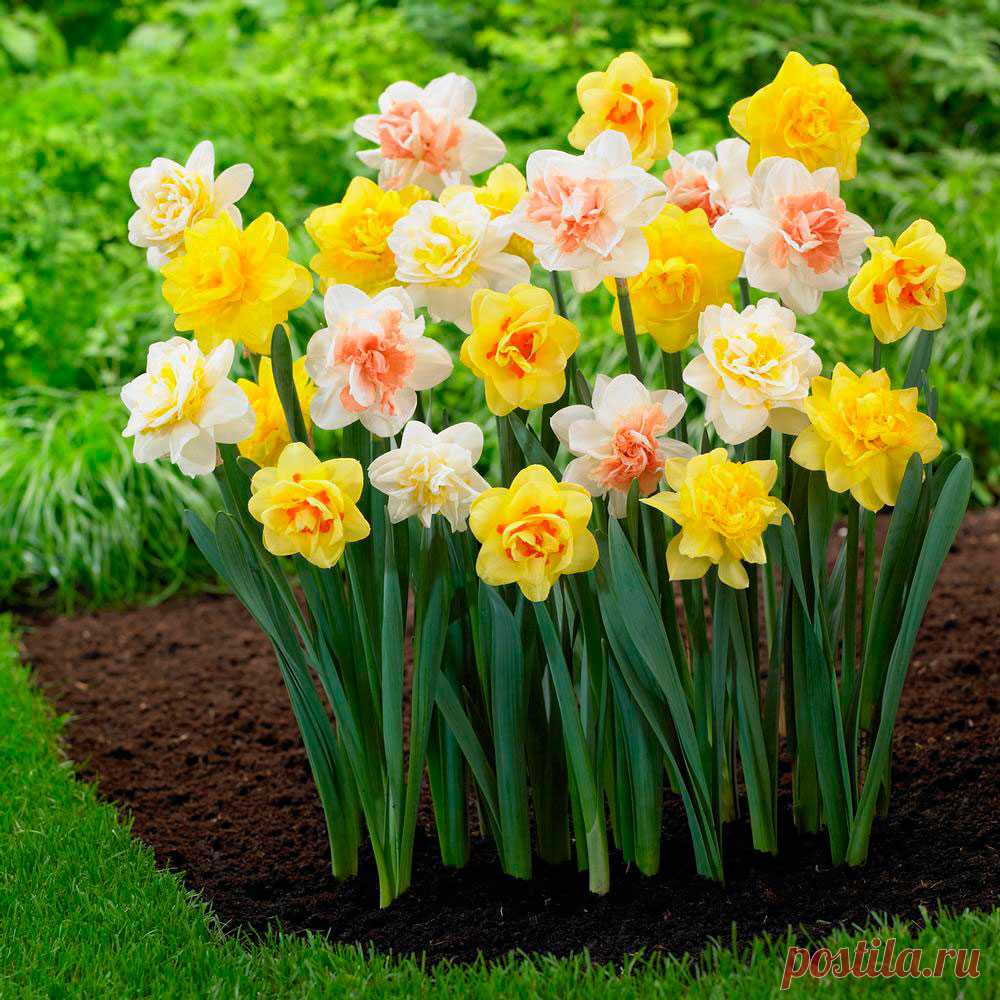 Многолетний садовый цветок Нарцисс (Narcissus). Луковичный травянистый многолетник. Луковица округло-яйцевидная, диаметром 2-5 см. Цветонос безлистный высотой от 15 до 50 см. Цветки поникающие или прямостоячие, диаметром 2-10 см, белые, желтые, кремовые, розовые, оранжевые или двухцветные, различной конфигурации, с приятным ароматом. Цветет в апреле - мае.