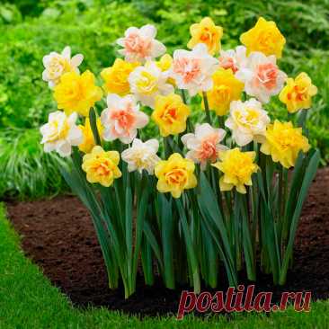 Многолетний садовый цветок Нарцисс (Narcissus). Луковичный травянистый многолетник. Луковица округло-яйцевидная, диаметром 2-5 см. Цветонос безлистный высотой от 15 до 50 см. Цветки поникающие или прямостоячие, диаметром 2-10 см, белые, желтые, кремовые, розовые, оранжевые или двухцветные, различной конфигурации, с приятным ароматом. Цветет в апреле - мае.