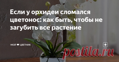 Если у орхидеи сломался цветонос: как быть, чтобы не загубить все растение Цветок все еще можно спасти