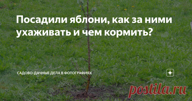 Посадили яблони, как за ними ухаживать и чем кормить? Не торопите яблоньку стимуляторами, гуматами.