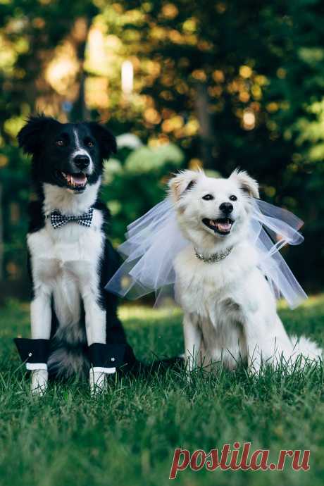 These Furry Friends Made Their Love Official In The Cutest Canine Wedding Ceremony: Собачья свадебная церемония ...