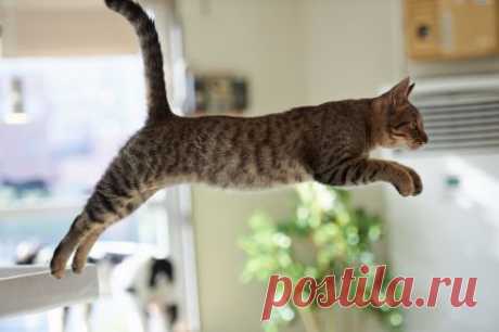 *** Jumping cat *** - Cats &amp; Animals Background Wallpapers on Desktop Nexus (Image 1536703)