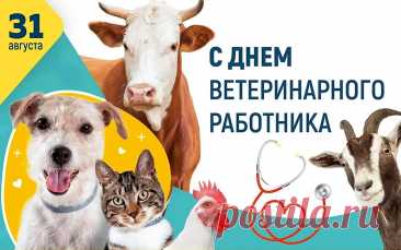 К ветеринару с уважением
Мы обращаемся сейчас.
Вы занимаетесь спасением
Четвероногих добрых глаз.
